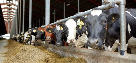 Alimenti E Mangimi Per Bovine In Lattazione