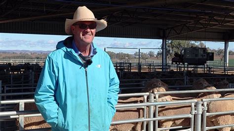 Proway Sheepyards Kerin Poll Merino Yeoval Nsw Proway