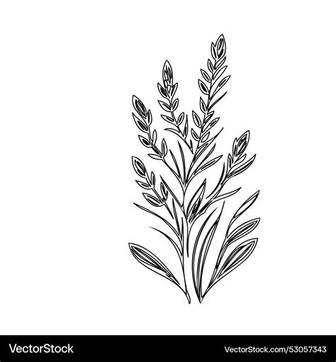 Heather Flower Plant Sketch Outline Royalty Free Vector