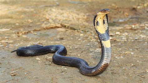 Tipos De Cobras Fotos Brasileiras Venenosas Jararacas E Mais