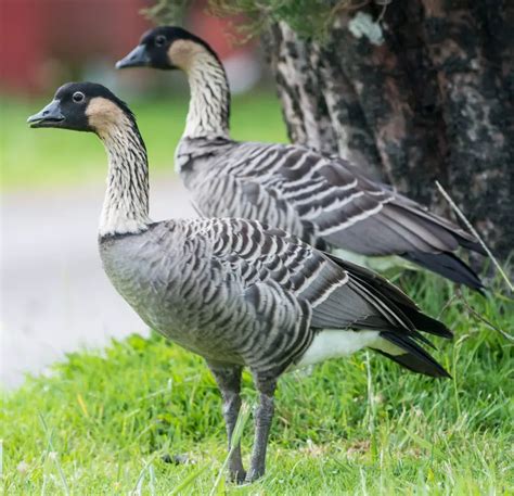 Hawaii State Bird Nene