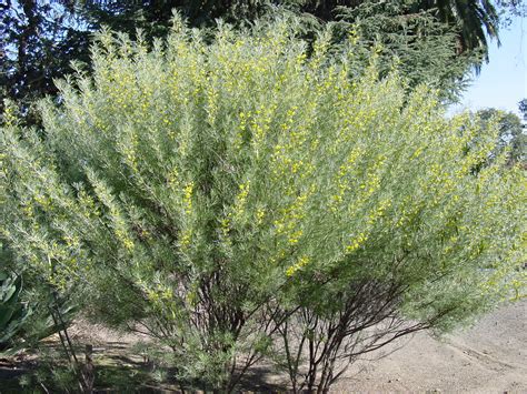 Senna artemisioides - The Ruth Bancroft Garden & Nursery