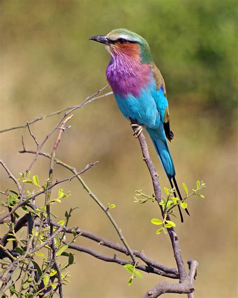 African Blue Bird Photograph By Gunilla Coulson Fine Art America