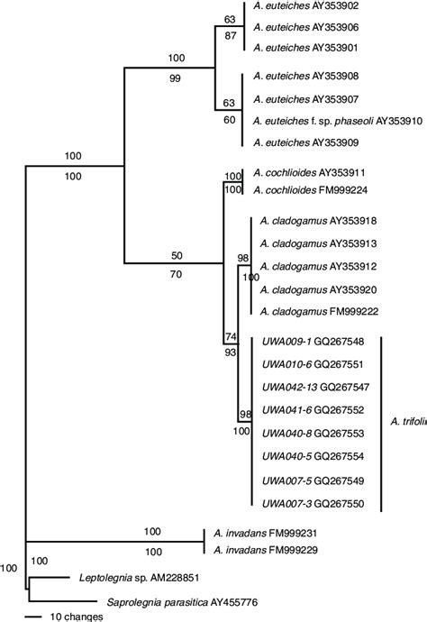 One Of Two Most Parsimonious Trees Length 312 Resulting From Analysis Download Scientific