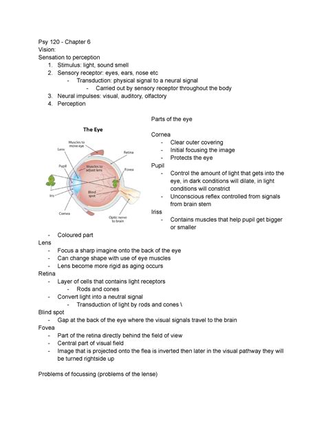 PSY 120 Chapter 6 Sensation And Perception Psy 120 Chapter 6