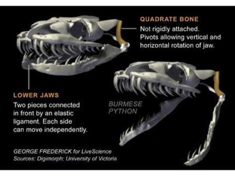 Reptile Anatomy Flashcards | Quizlet