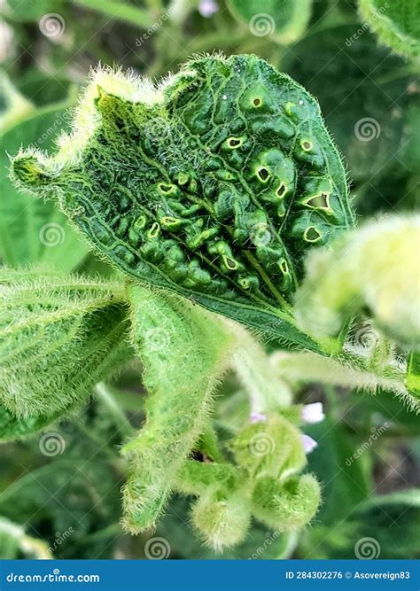 Soybean Leaves Cupping from Stress Drought or Herbicide Stock Photo