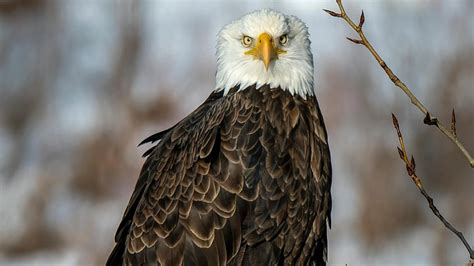 National American Eagle Day: The Symbol of Freedom | VeteranLife