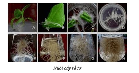 Lý Thuyết Sinh Học 10 Bài 16 Cánh Diều Công Nghệ Tế Bào