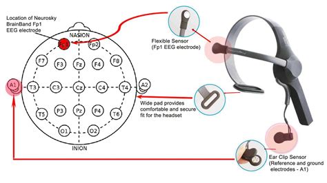 Eeg Neurofeedback Device | informacionpublica.svet.gob.gt