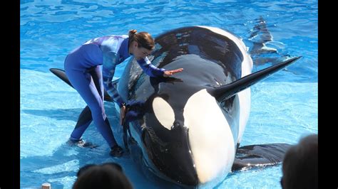 SeaWorld To Scrub Killer Whale Shows At One Park | 5newsonline.com