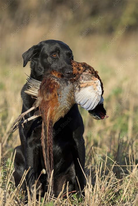 Are Black Labs Good Hunting Dogs