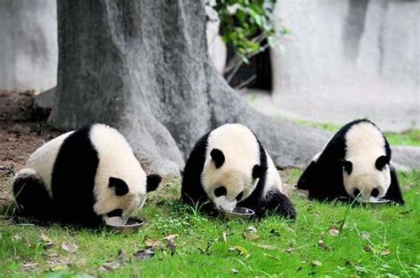 Giant Panda Breeding Research Base Panda Feeding, Chengdu Giant Panda ...