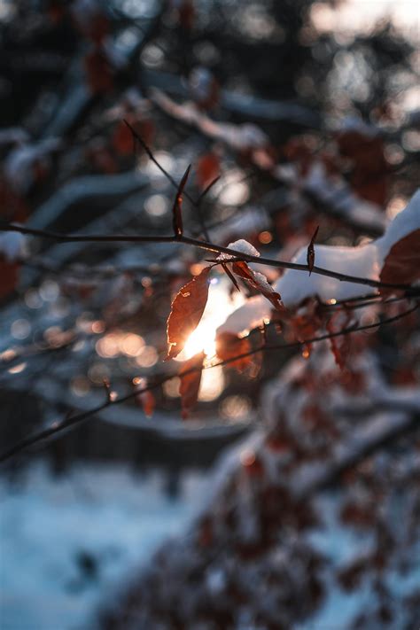 Photo of Birch Trees with Snow · Free Stock Photo