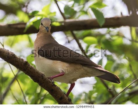 Critically Endangered Grenada Dove Leptotila Wellsi Stock Photo ...