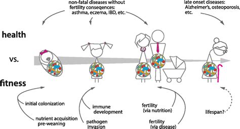 The Human Microbiome In Evolution Bmc Biology Full Text