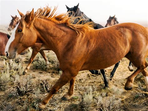 The Fight Over America's Wild Horses