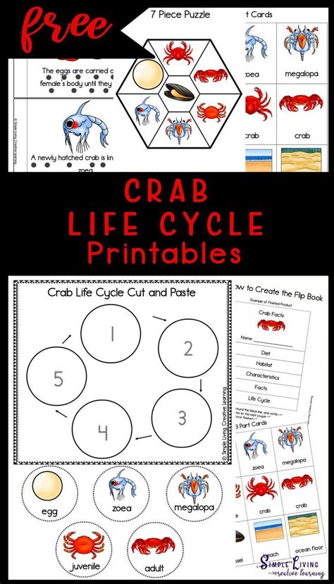 Crab Life Cycle Printables Ocean Activities Summer Activities Study