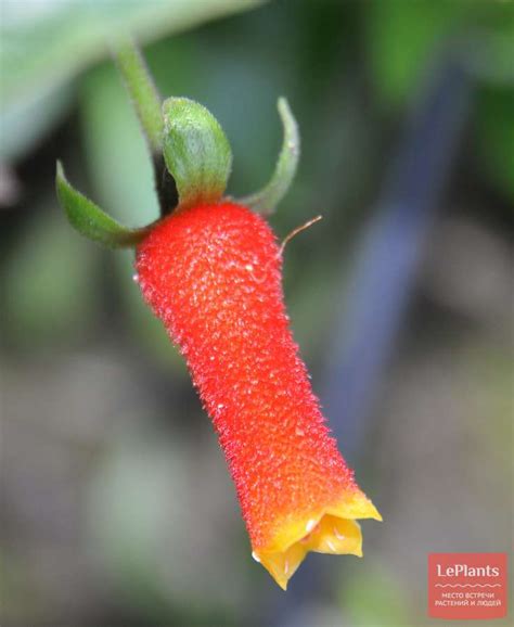 Манеттия (Manettia) — описание, выращивание, фото | на LePlants.ru