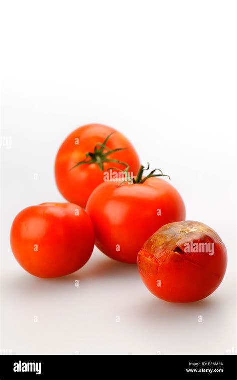 Rotten Tomato Hi Res Stock Photography And Images Alamy