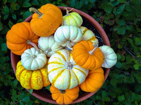 22 Exquisite Growing Pumpkins In Small Spaces Inspiratif Design