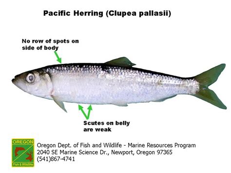 Pacific Herring - Pier Fishing in California