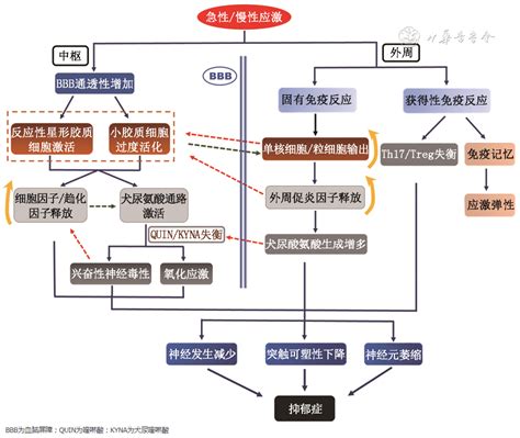 【综述】神经免疫在抑郁症发病机制中的研究进展