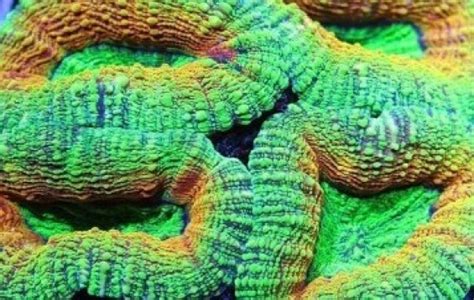 Aussie Neon Lobo Lobophyllia Lobophyllia Sp Tank Facts