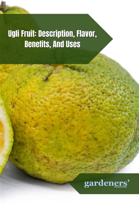 Ugli Fruit: Description, Flavor, Benefits, And Uses - Gardeners' Magazine