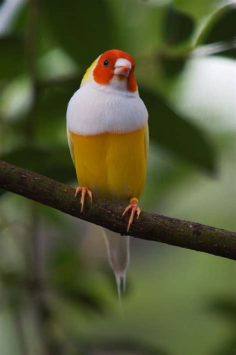 88 best images about Domestic finches on Pinterest