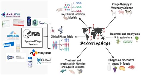 Applications of bacteriophages and its FDA-approved products (created... | Download Scientific ...