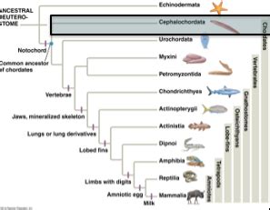 Bio Topic Vertebrates Flashcards Quizlet