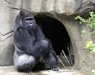 Cincinnati Zoo Welcomes Western Lowland Silverback Gorilla Mshindi ...