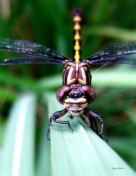 The Face Of A Dragonfly 01 Photograph By George Bostian Pixels