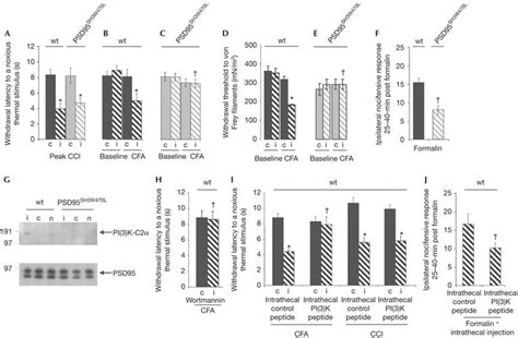 Pi K C Recruitment To Psd Sh Domain Is Required For Inflammatory