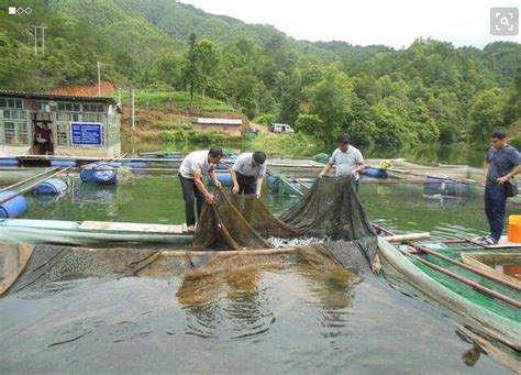 水库网箱养殖加州鲈鱼技术养殖技术 养羊网