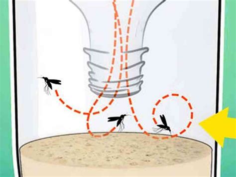 C Mo Hacer Una Trampa Casera Para Mosquitos Que Funciona