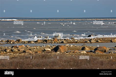 Una Familia De Osos Polares En El Hielo De La Bah A De Hudson