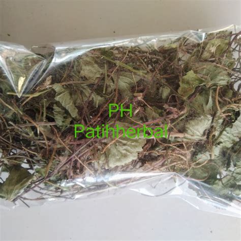 Jual Daun Pegagan Kering Atau Daun Antanan Kering Shopee Indonesia