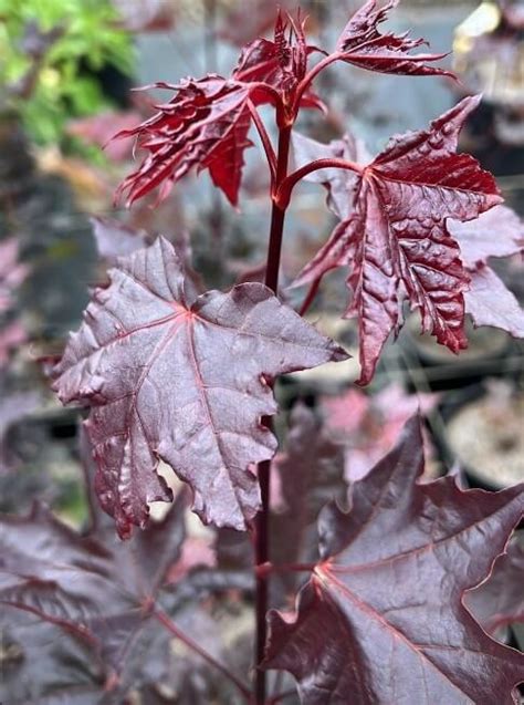 Acer Platanoides Crimson King Crimson King Norway Maple