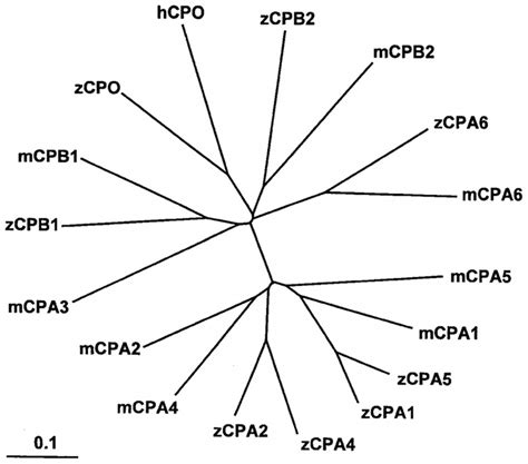 Phylogenetic Tree Indicating Relationships Of Mammalian And Zebrafish