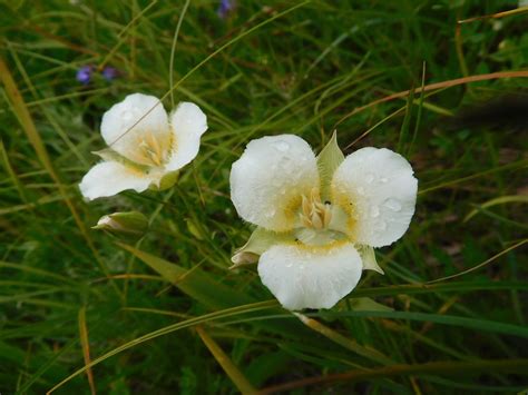 Mariposa Lilly By Nina Hardy Ridge Beacon Rock State Park Flickr