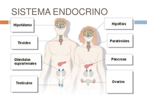 Sistema Endocrino Mind Map