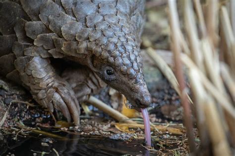Netflix’s New Pangolin Documentary Shines Spotlight on Poached Species