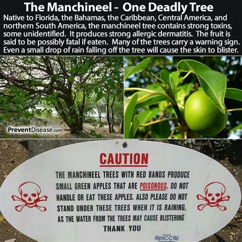 The Manchineel Tree Poisonous Plants Science Nature Tree