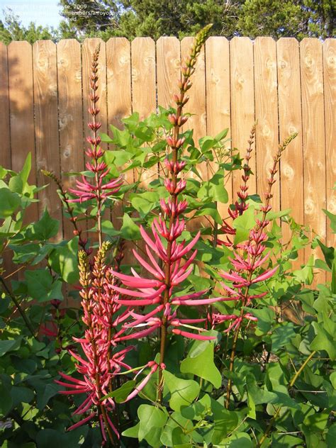 Plantfiles Pictures Erythrina Species Cardinal Spear Cherokee Bean