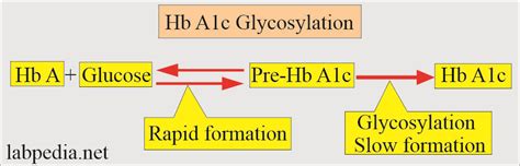 What Is HbA1c Labpedia Net