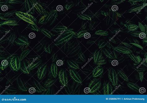 Closeup Green Leaves Of Tropical Plant In Garden Dense Dark Green Leaf