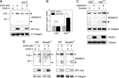 Up Regulation Of ADAM12 Expression By Notch Requires New Transcription