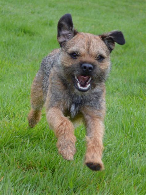Border Terrier - Training Course on Border Terrier
